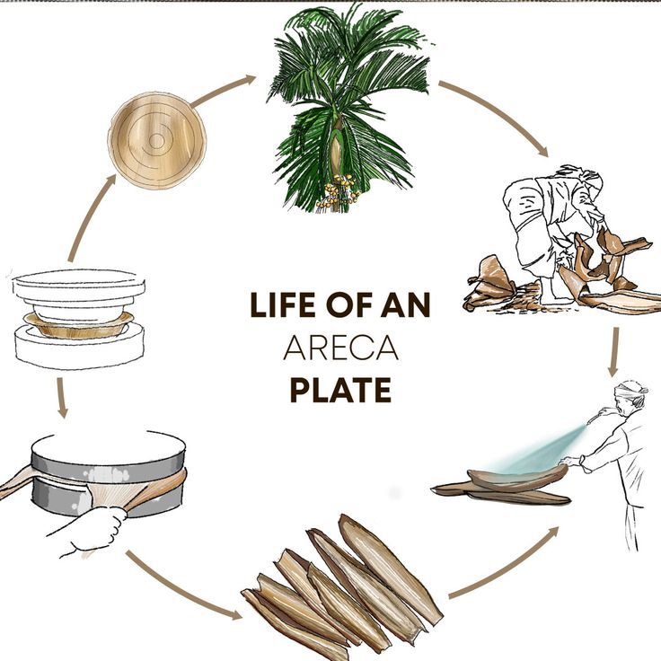 the life cycle of an areca palm leaf plate